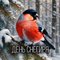 День Снегиря День Снегиря.